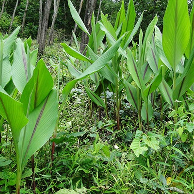 RACINES NATURELLES - Poudre de Curcuma